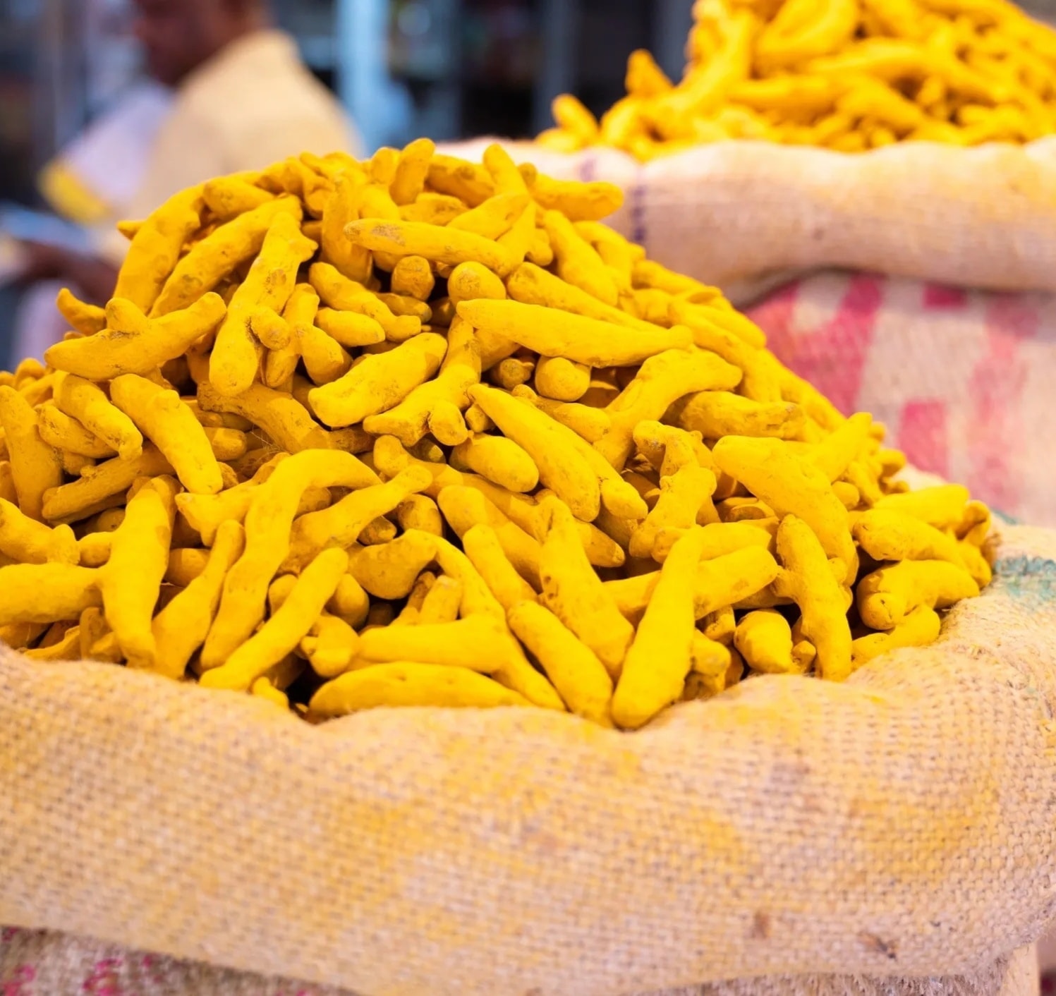Fresh turmeric roots from India